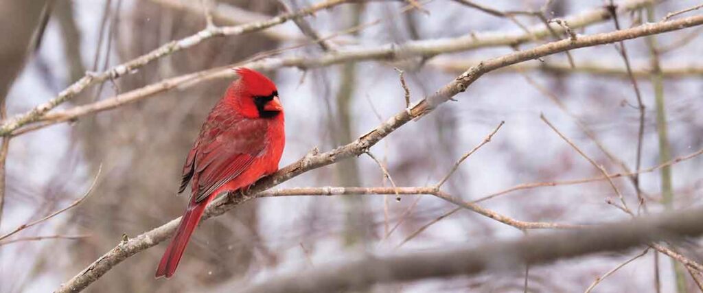 winter fashion color scheme 2025/2026